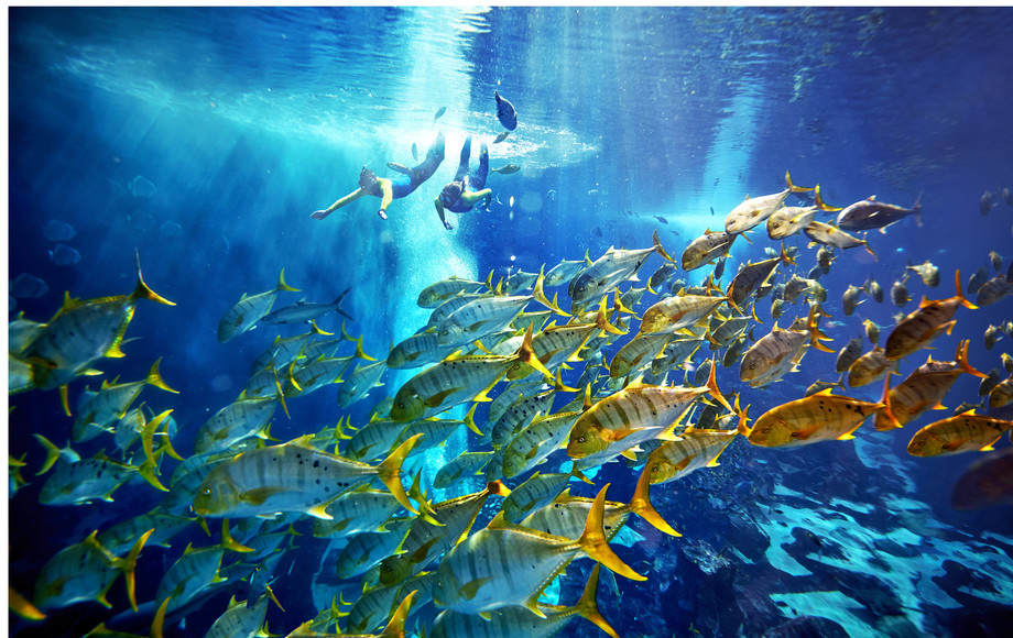 迪拜水族馆水肺潜水馆