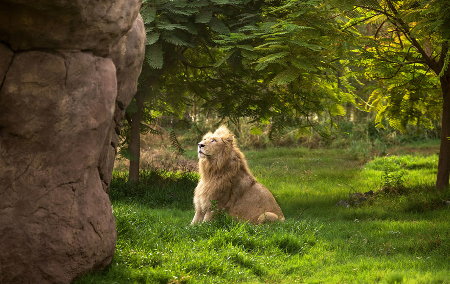 迪拜天气,迪拜野生动物园