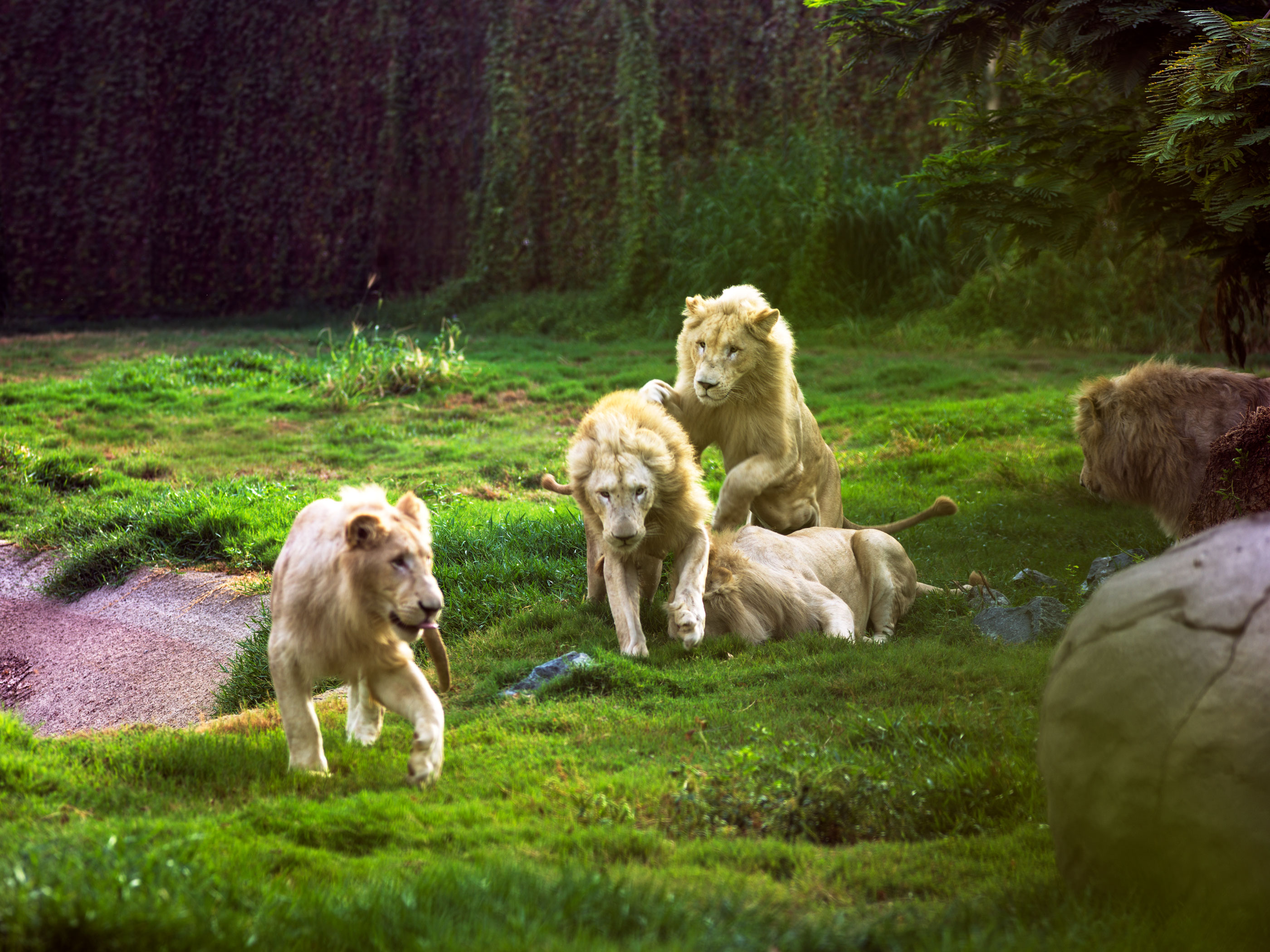 /GatherContent/poi/d/dubai-safari-park/fallback-image/dubai-safari-05